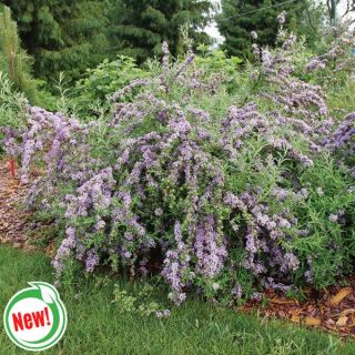 Mop Top Fountain Butterfly Bush Thumbnail